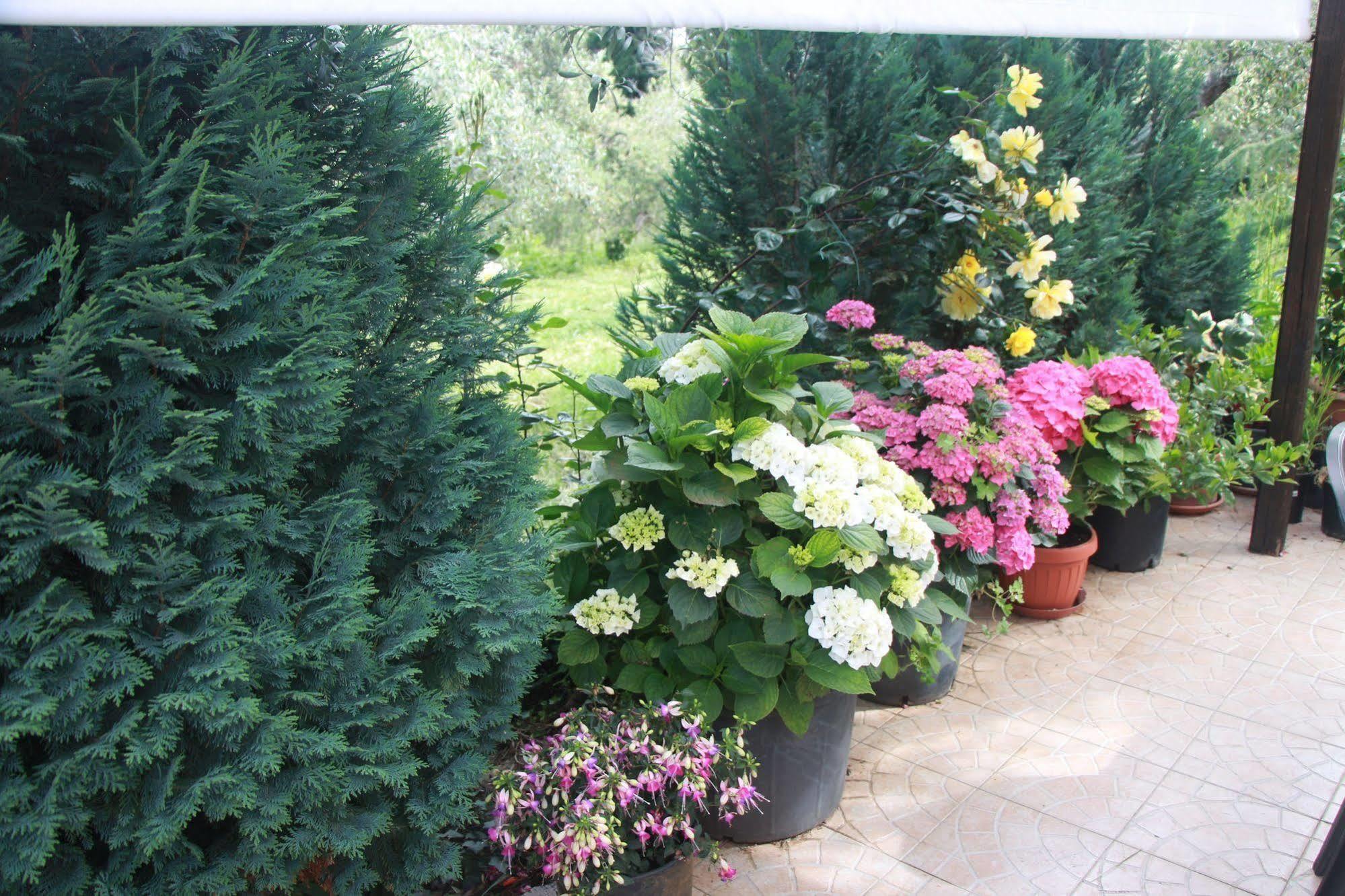 B&B La Terrazza Di Frascati Luaran gambar